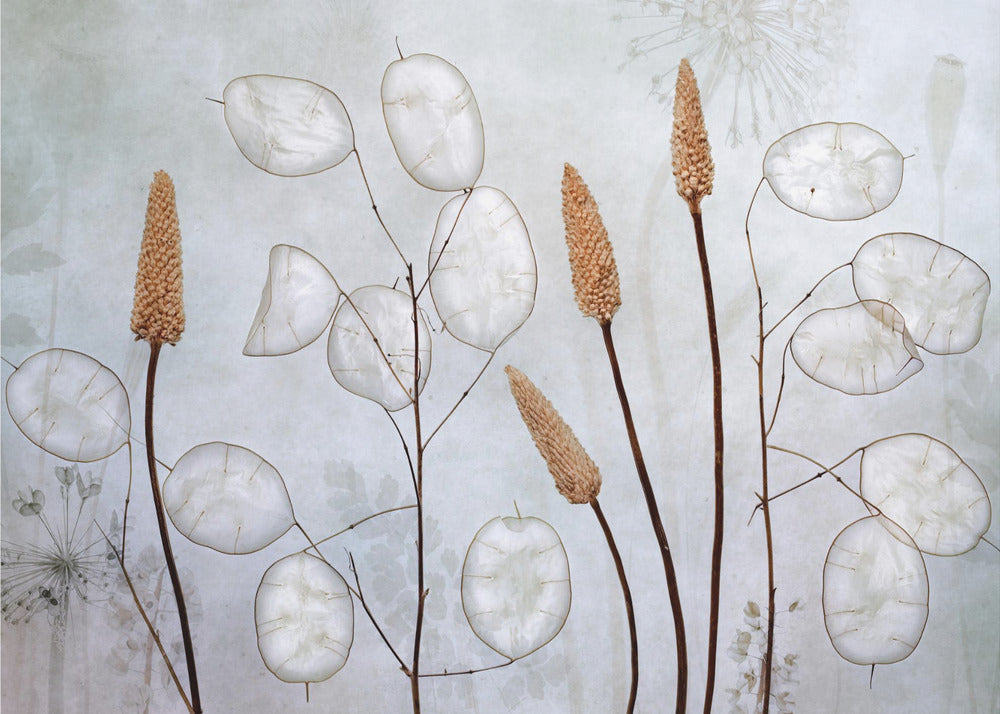 Lunaria | Tapet