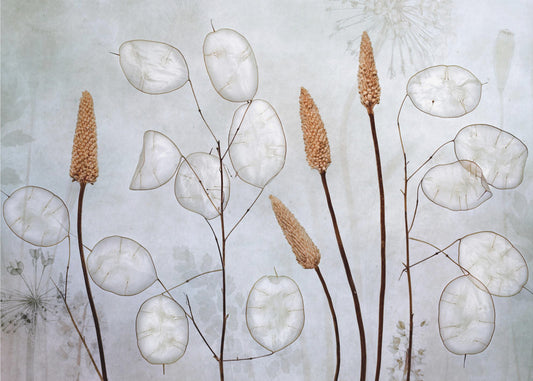 Lunaria | Tapet
