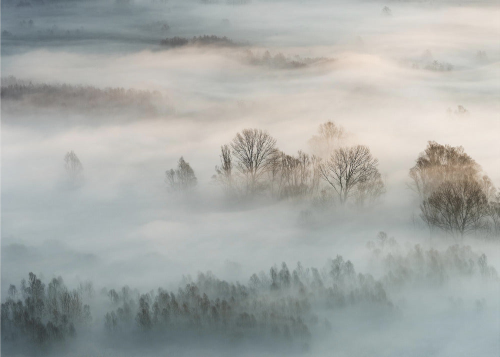 Winter fog | Wallpaper