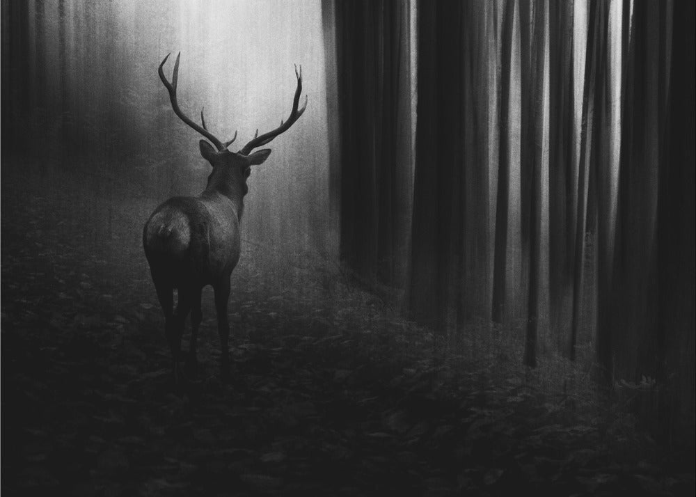 Cerf | Papier Peint Photo