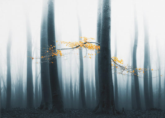 Speulder Revisited | Tapeter