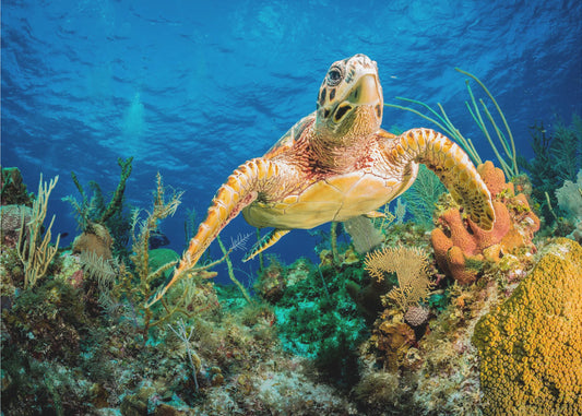 Hawksbill-sköldpadda som simmar genom det karibiska revet | Tapet