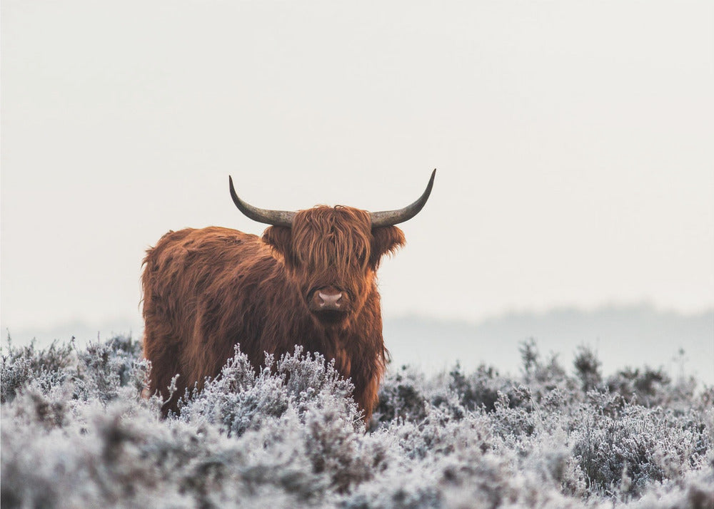 Highlander | Wallpaper