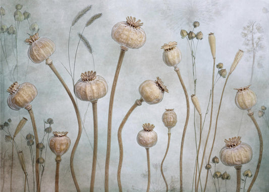 Papaver | Tapet