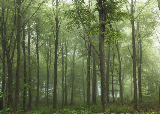 Skog... | Tapet
