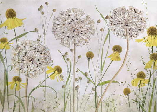 Allium och helenium | Tapeter