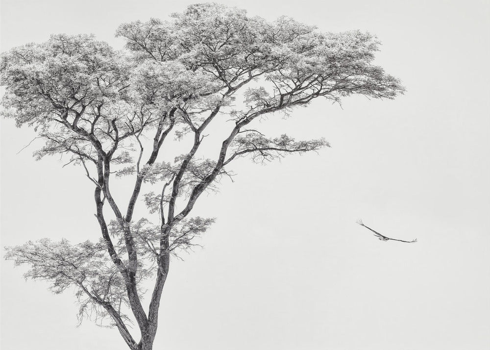 the African eagle | Canvas