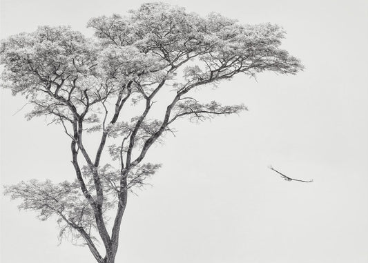 the African eagle | Canvas