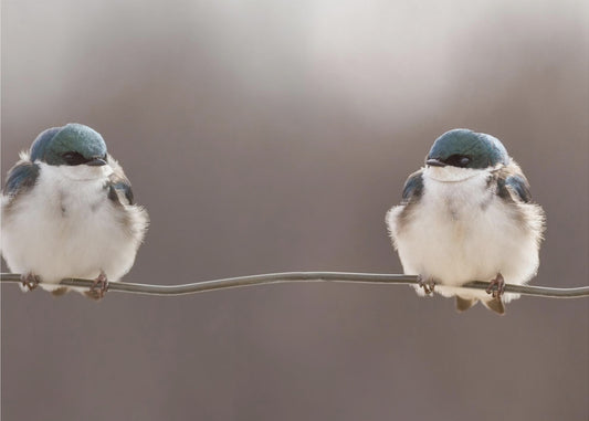 Birds on a wire | Wallpaper