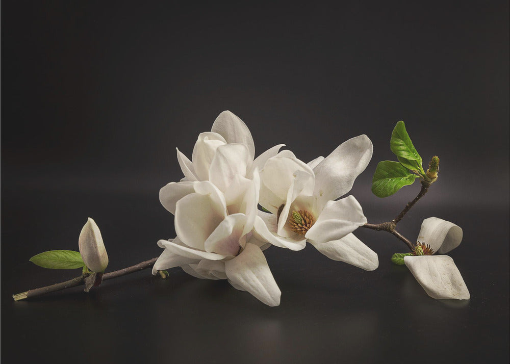 Magnolia | Tapeter