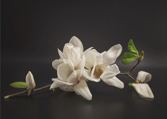 Magnolia | Tapeter