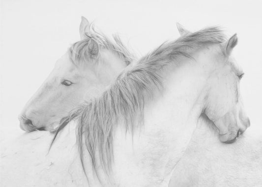 Horses | Wallpaper