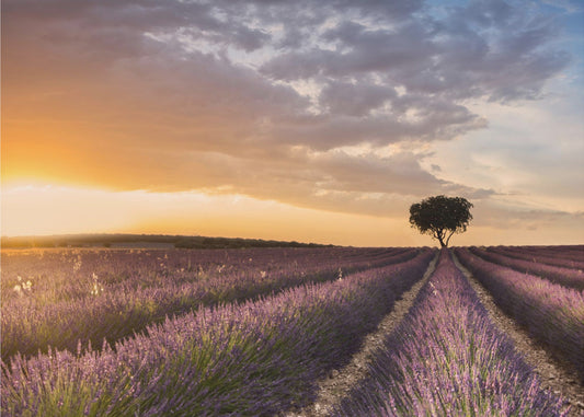DESTINATION LAVENDEL | Tapeter