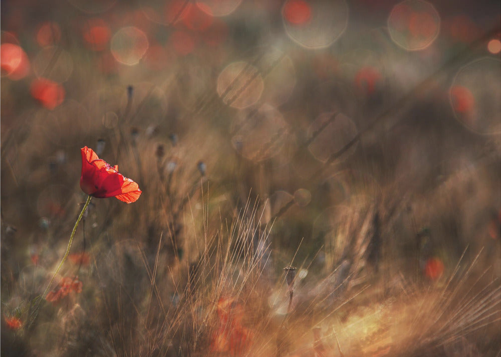 Mohn | Fototapeten