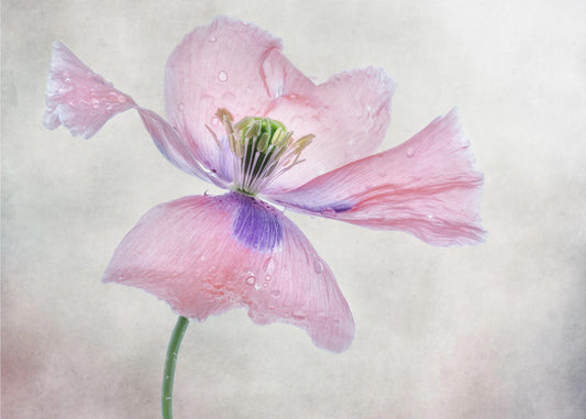 Pastel poppy | Poster
