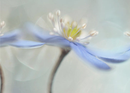 Dansande anemoner | Poster