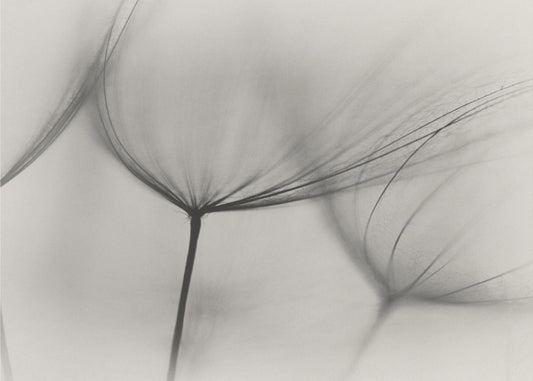 Tragopogon | Tapet