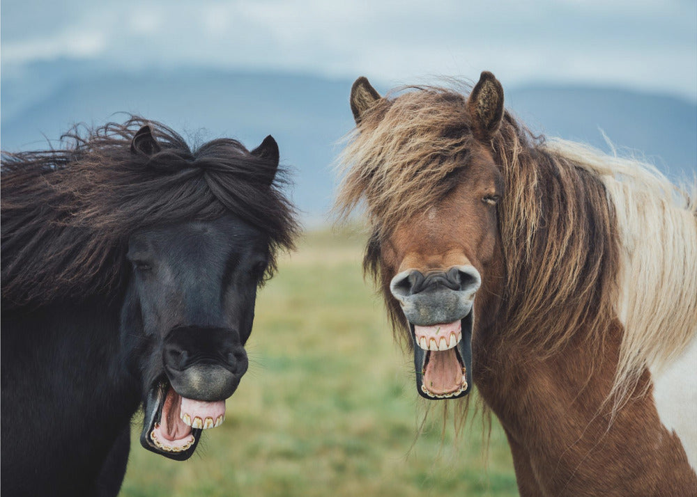 VILDT SMIL | Fototapeter