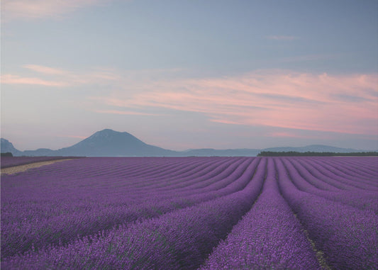 Lavender field | Wallpaper