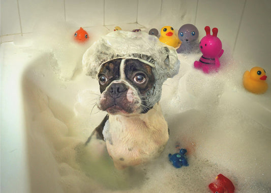 Badet | Poster