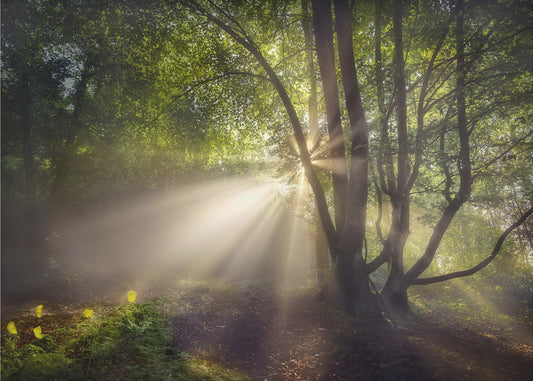 Morgonljuset | Tapet