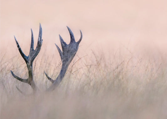 Hide &amp; Seek  ( Horn of Stag) | Wallpaper