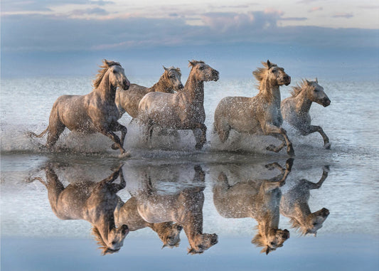 Horses and reflection | Wallpaper