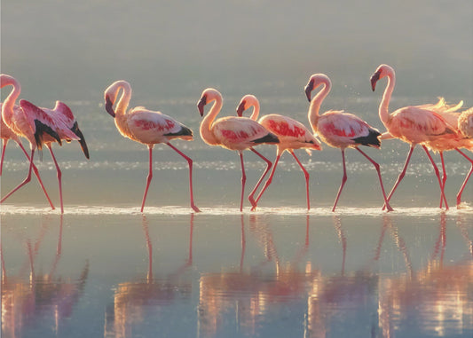 Flamingo | Poster