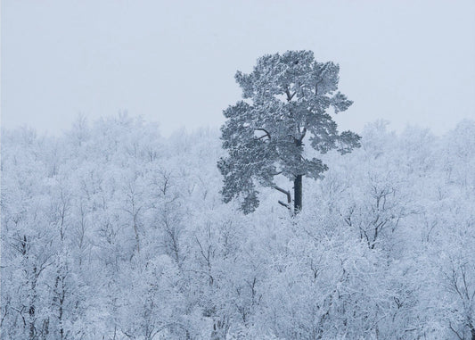 Första snön | Tapet