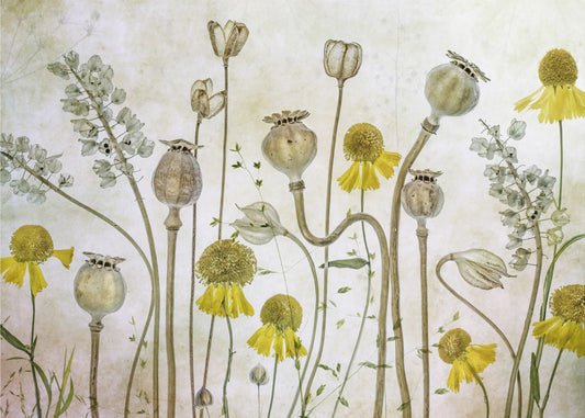 Vallmo och Helenium | Tapet