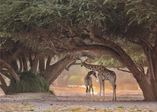 Giraff - Namibia | Poster