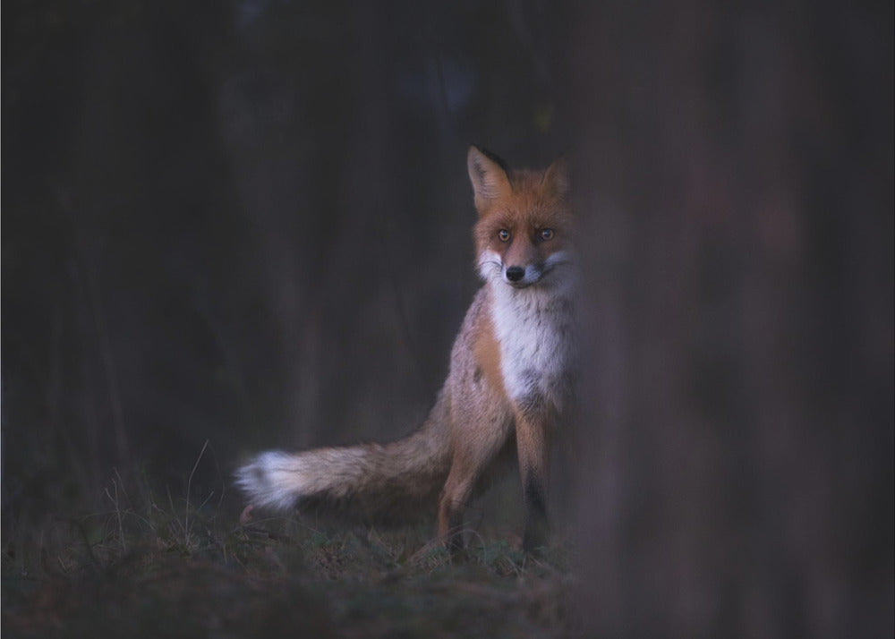 Sguardi | Carta da Parati Fotografica