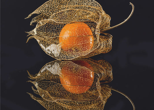 Physalis | Wallpaper