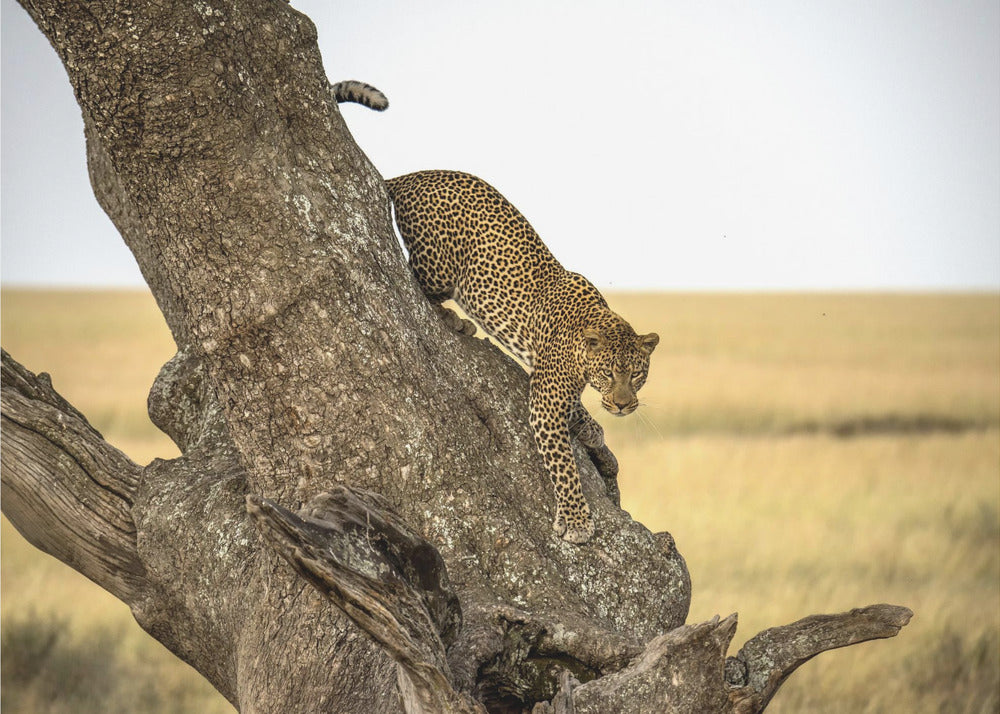 Leopard - Serengheti, Tanzania | Wallpaper