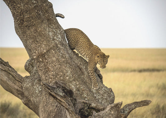 Leopard - Serengheti, Tanzania | Wallpaper