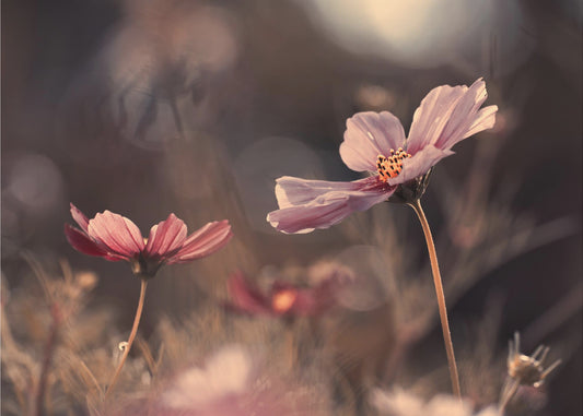Oskuldens blommor | Tapet