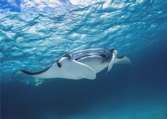 Manta | Tapet