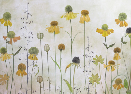 Helenium | Tapet