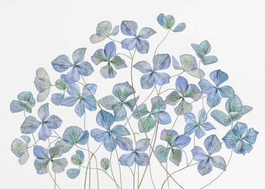 Hortensia | Tapet