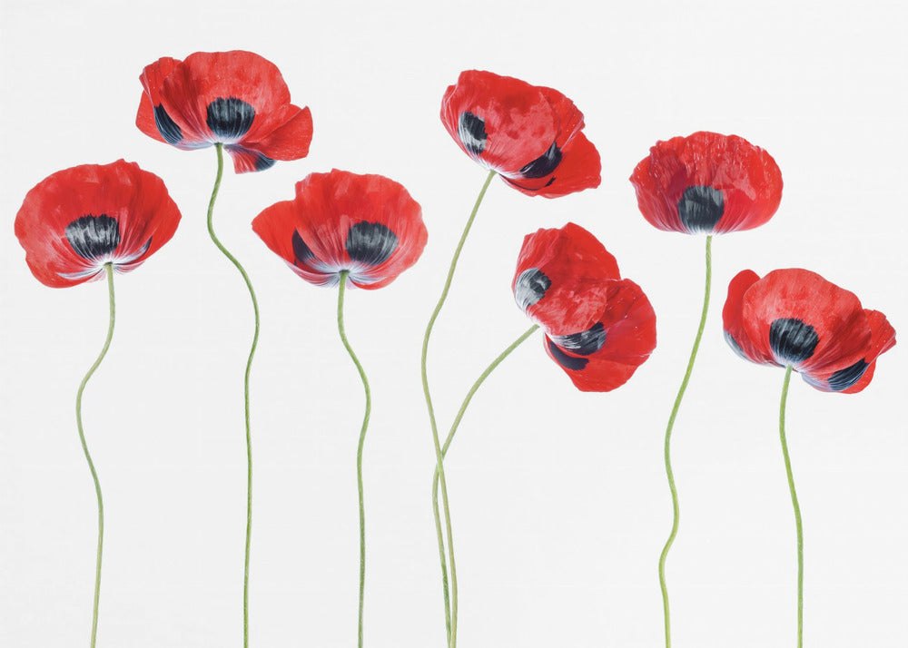 Coquelicots coccinelles | Papier Peint Photo