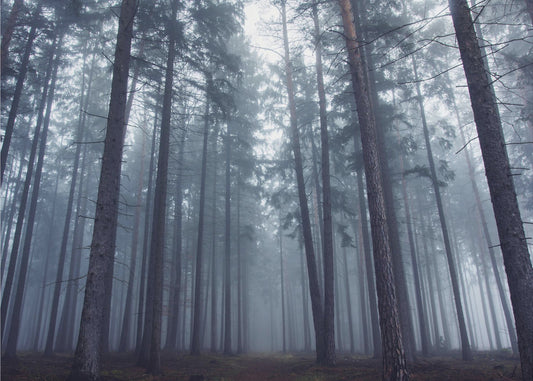 Mystisk dimmig skog. | Tapet