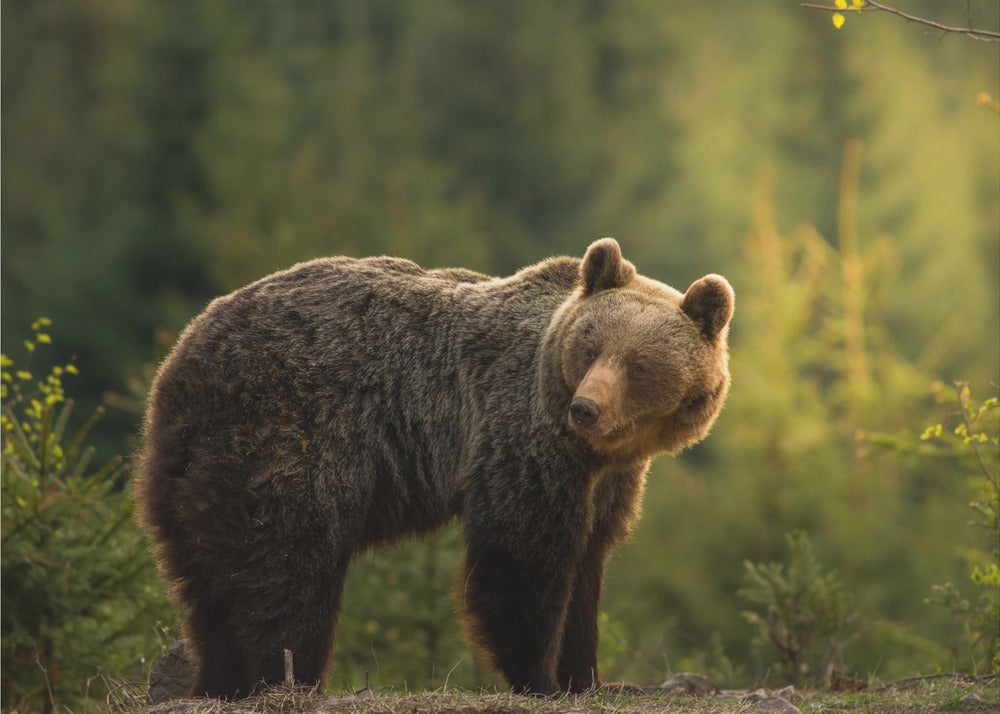 Orso retroilluminato | Carta da Parati Fotografica
