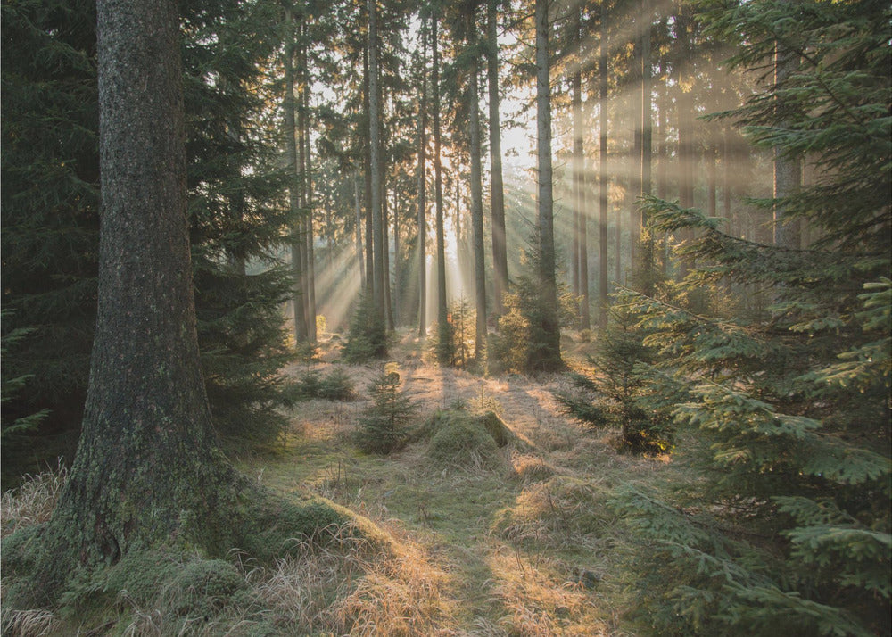Rayons, partie 2 | Tableaux sur Toile