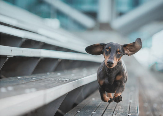 Ein kleiner Hund läuft durch die Welt.... | Tapet