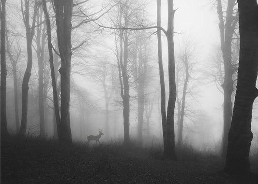 skog | Tapeter