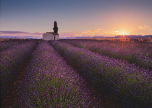 Provence Lavendel | Tapet