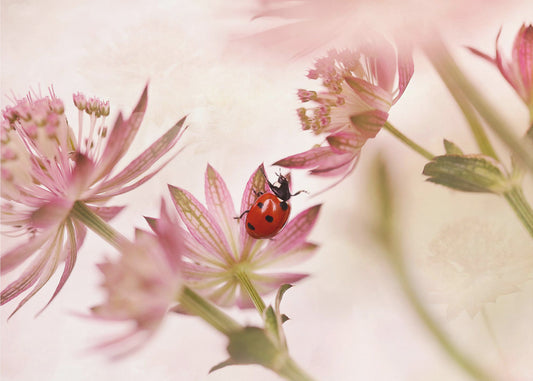 Nyckelpiga och rosa blommor | Tapet
