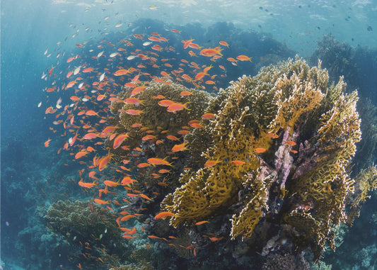 Reefscape | Tapeter