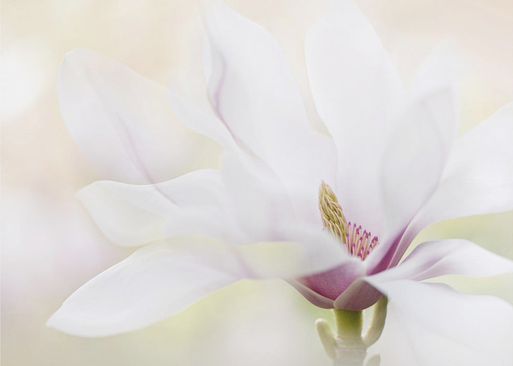 Purity | Wallpaper