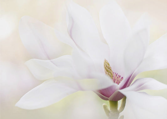 Purity | Wallpaper